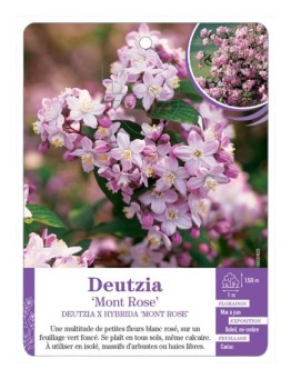 DEUTZIA X HYBRIDA MONT ROSE