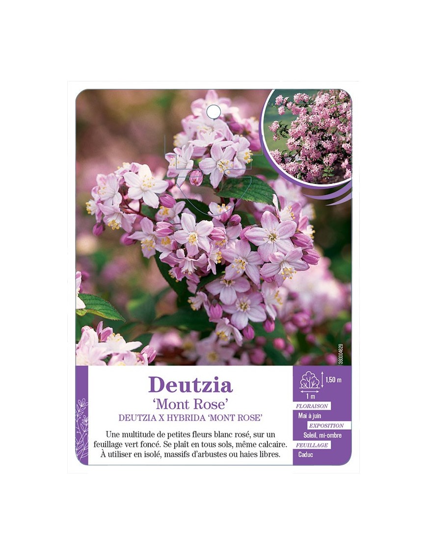 DEUTZIA X HYBRIDA MONT ROSE