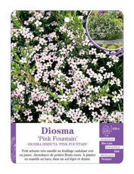 DIOSMA HIRSUTA PINK FOUNTAIN