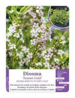 DIOSMA HIRSUTA SUNSET GOLD