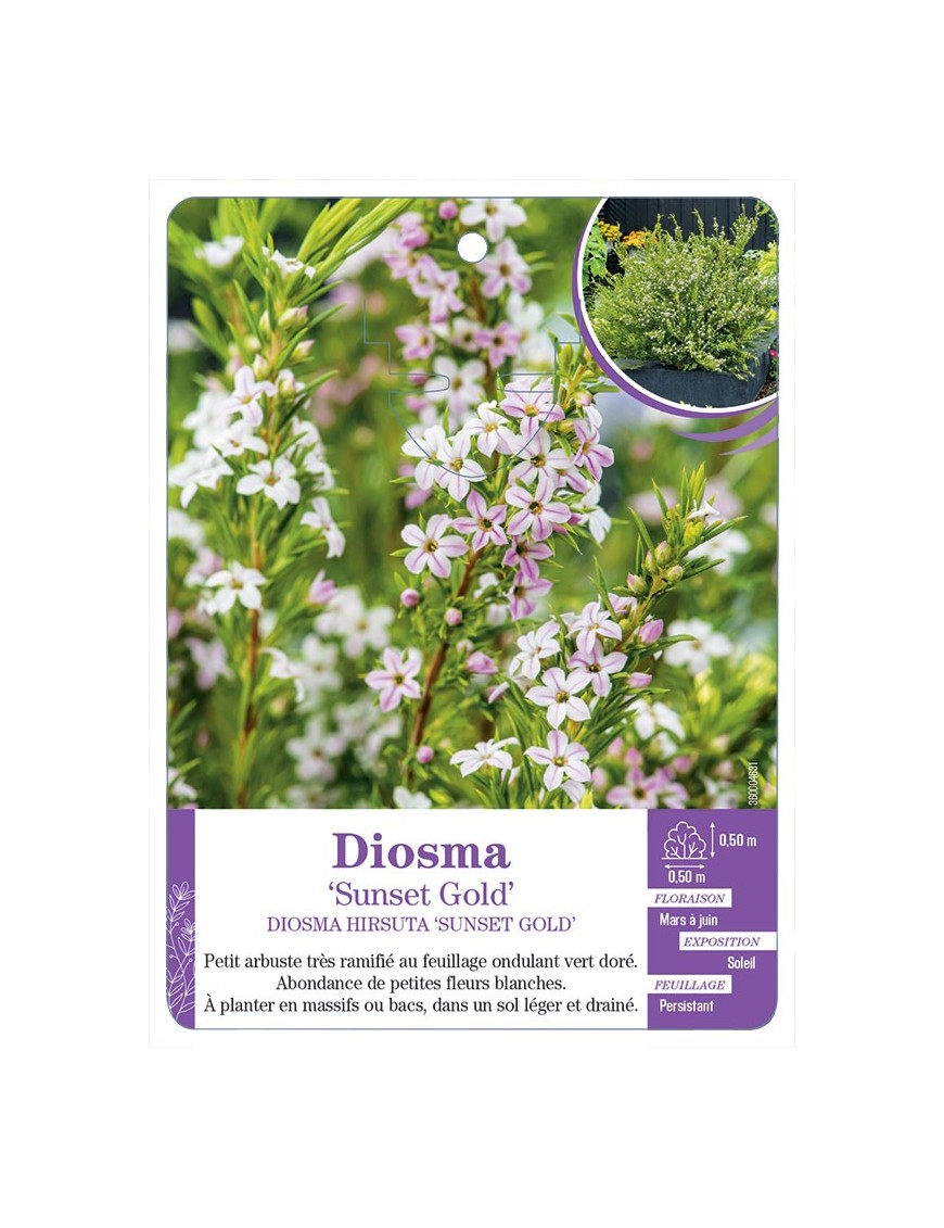 DIOSMA HIRSUTA SUNSET GOLD