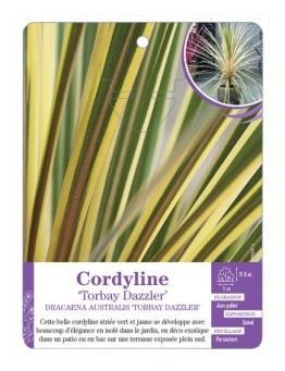 DRACAENA AUSTRALIS TORBAY DAZZLER voir Cordyline