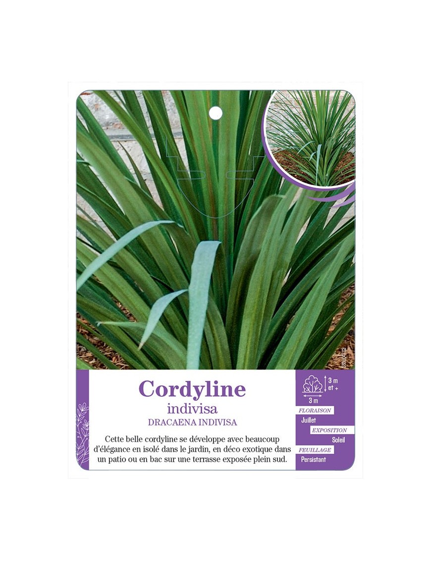 DRACAENA INDIVISA voir Cordyline