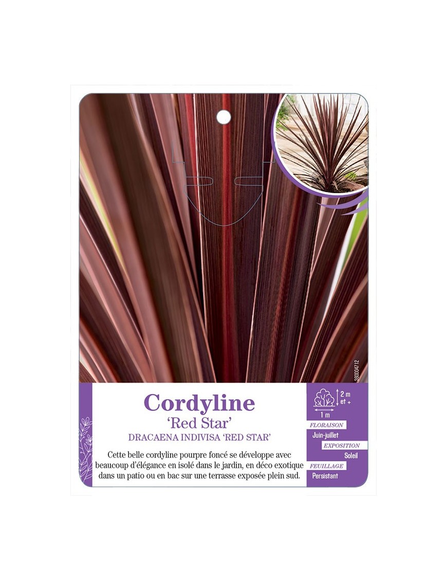 DRACAENA INDIVISA RED STAR voir Cordyline