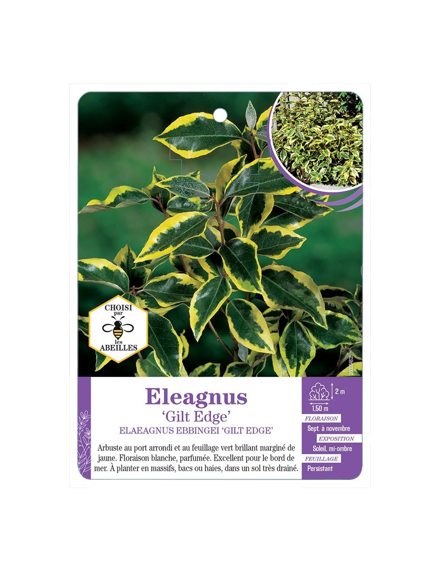 ELAEAGNUS EBBINGEI GILT EDGE