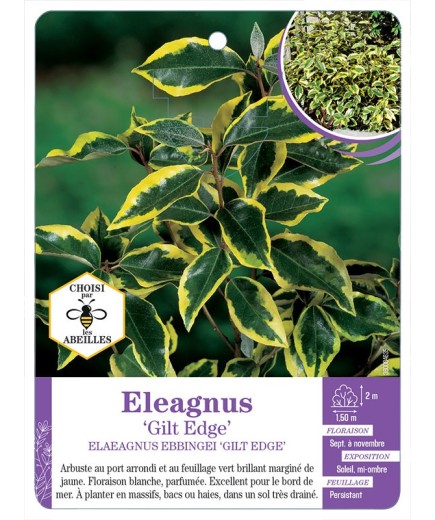 ELAEAGNUS EBBINGEI GILT EDGE