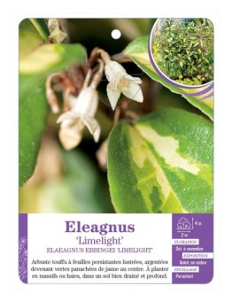 ELAEAGNUS EBBINGEI LIMELIGHT