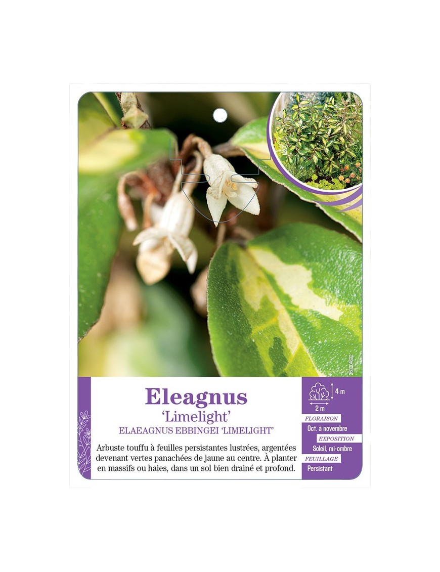 ELAEAGNUS EBBINGEI LIMELIGHT
