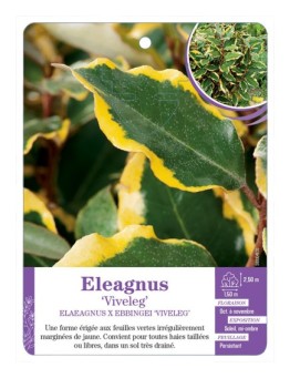 ELAEAGNUS EBBINGEI VIVELEG