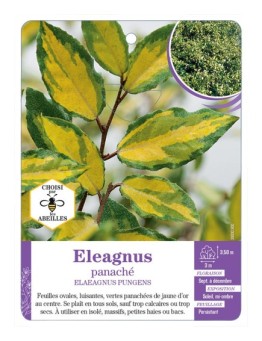 ELAEAGNUS PUNGENS panaché