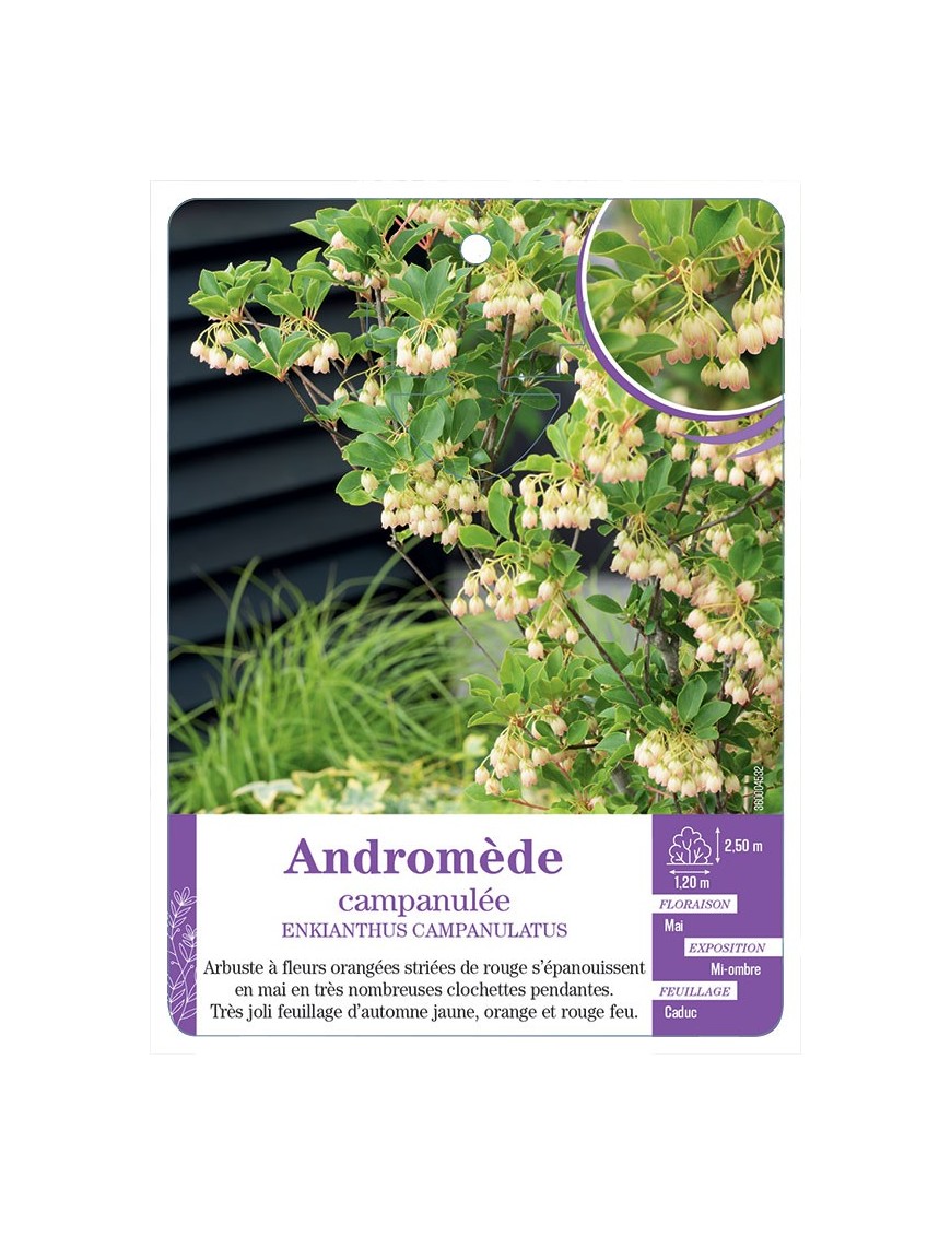 ENKIANTHUS CAMPANULATUS voir Andromède campanulée