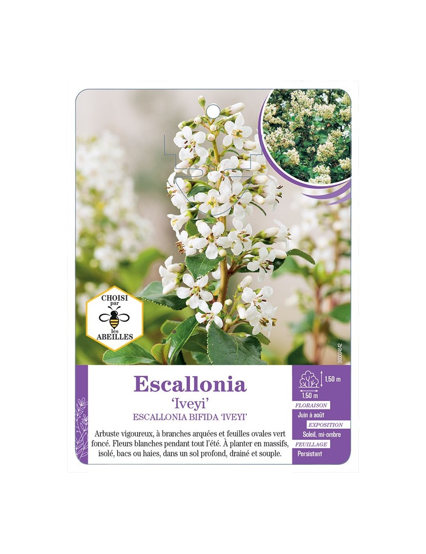 ESCALLONIA BIFIDA IVEYI