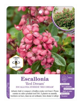 ESCALLONIA HYBRIDE RED DREAM