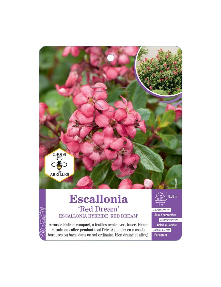 ESCALLONIA HYBRIDE RED DREAM