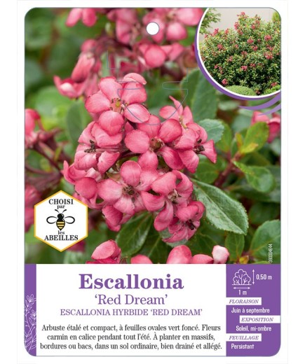 ESCALLONIA HYBRIDE RED DREAM
