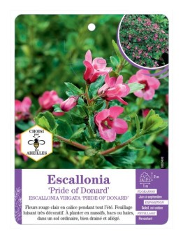 ESCALLONIA VIRGATA PRIDE OF DONARD