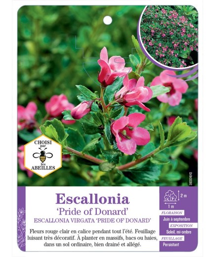 ESCALLONIA VIRGATA PRIDE OF DONARD
