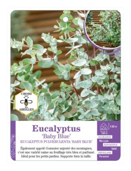 EUCALYPTUS PULVERULENTA BABY BLUE