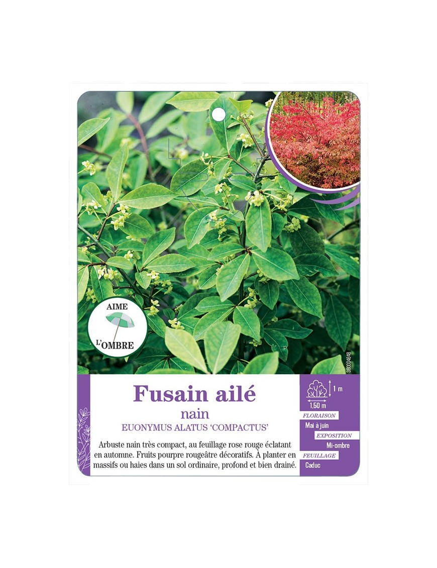 EUONYMUS ALATUS COMPACTUS voir Fusain ailé nain