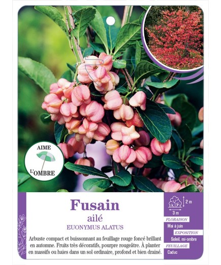 EUONYMUS ALATUS voir Fusain ailé