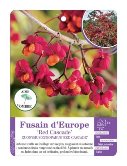 EUONYMUS EUROPAEUS RED CASCADE voir Fusain d’Europe