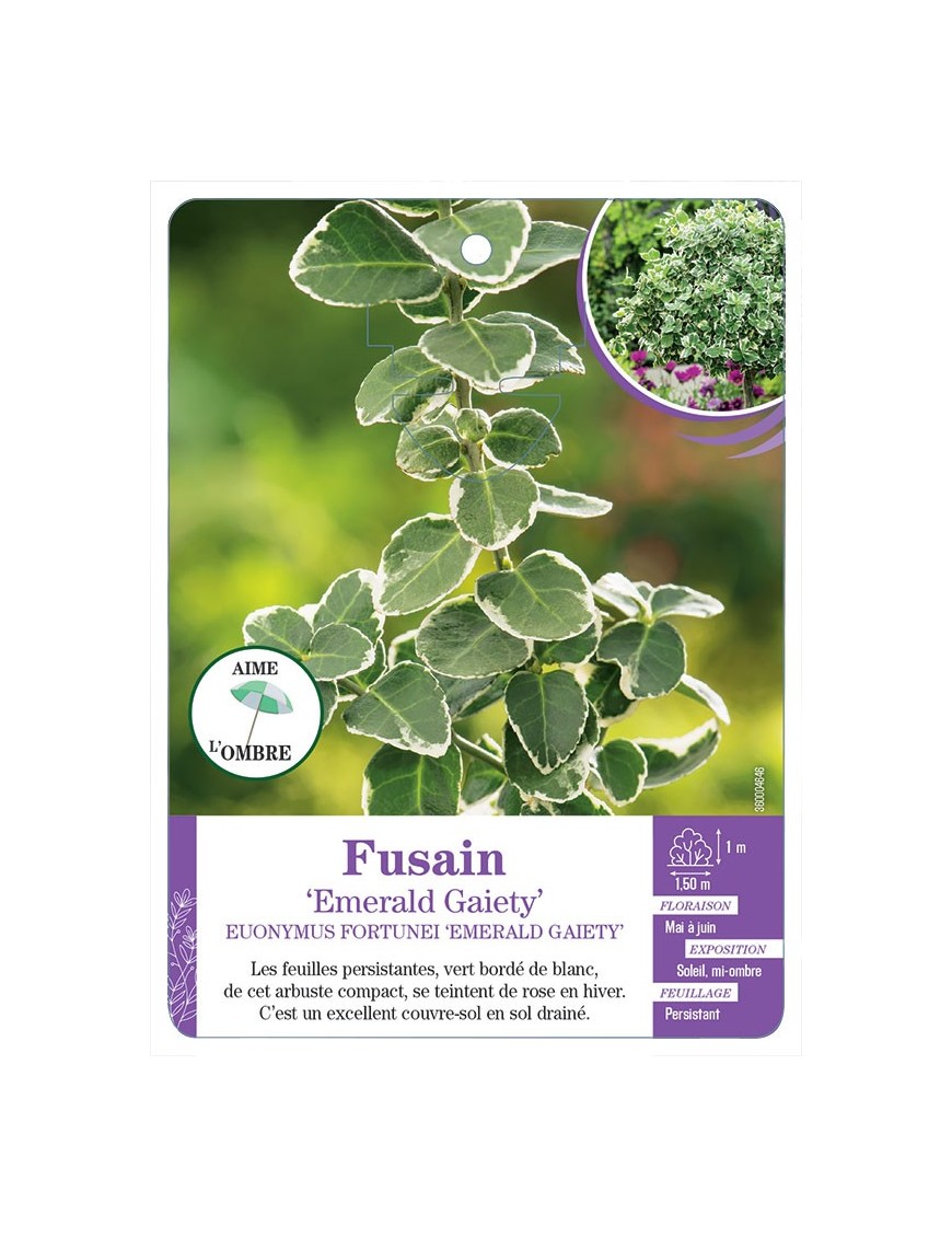 EUONYMUS FORTUNEI EMERALD GAIETY voir Fusain