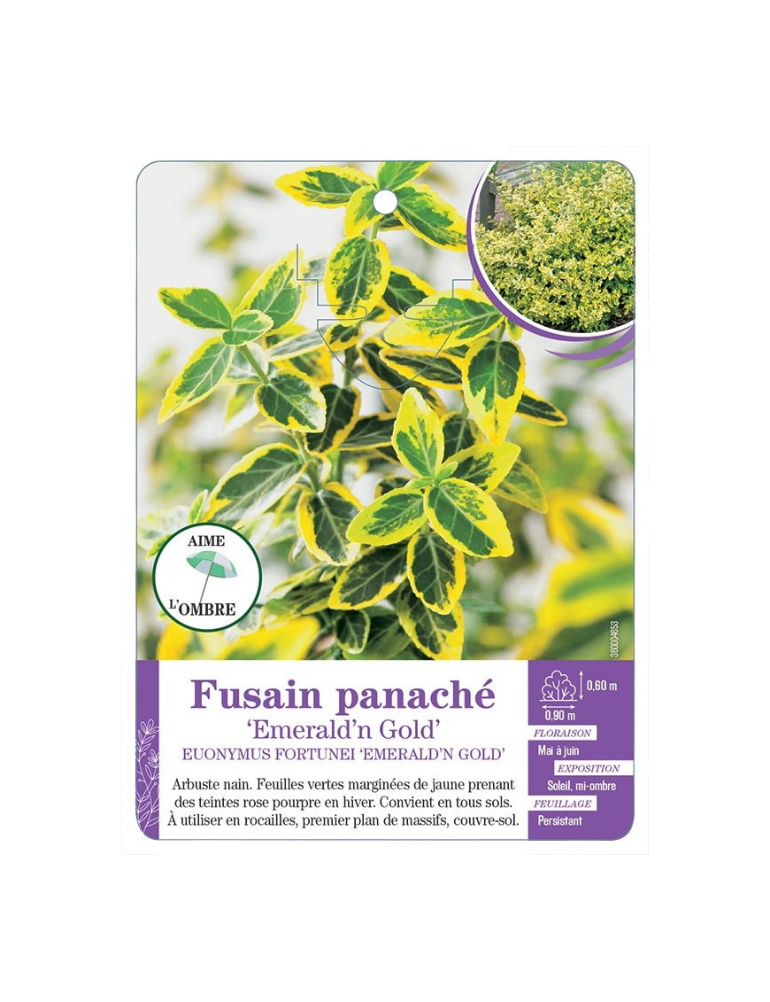 EUONYMUS FORTUNEI EMERALD N GOLD voir Fusain panaché