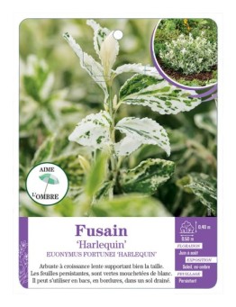 EUONYMUS FORTUNEI HARLEQUIN voir Fusain