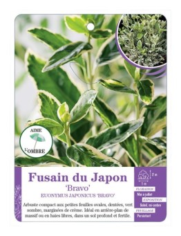 EUONYMUS JAPONICUS BRAVO voir Fusain du Japon