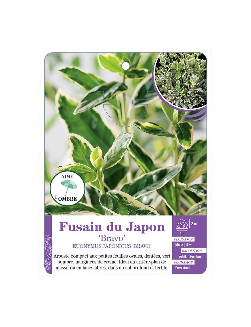 EUONYMUS JAPONICUS BRAVO voir Fusain du Japon