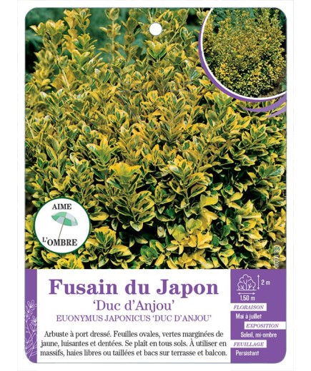 EUONYMUS JAPONICUS DUC D'ANJOU voir Fusain du japon