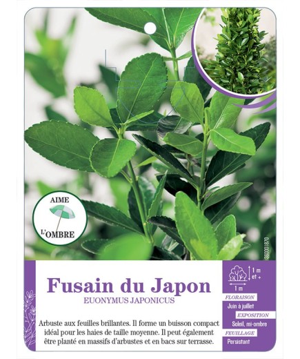 EUONYMUS JAPONICUS voir Fusain du japon