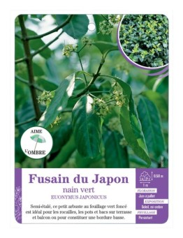 EUONYMUS JAPONICUS voir Fusain du Japon nain vert