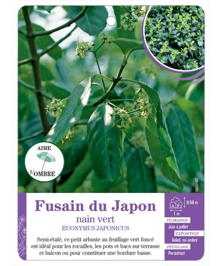 EUONYMUS JAPONICUS voir Fusain du Japon nain vert