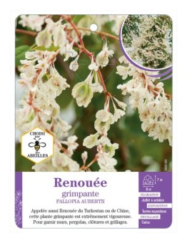 FALLOPIA AUBERTII voir Renouée grimpante
