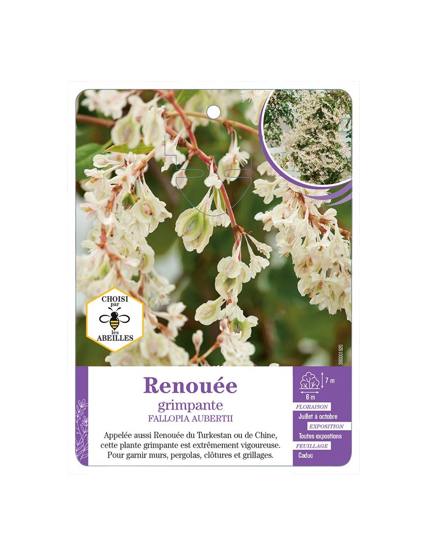 FALLOPIA AUBERTII voir Renouée grimpante