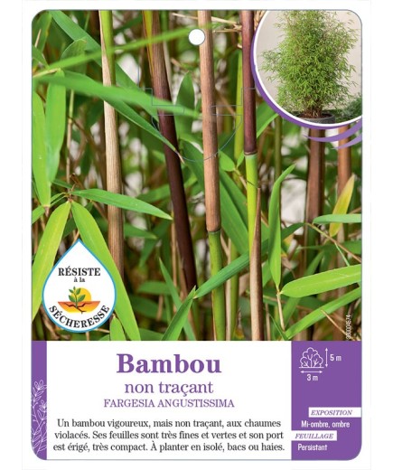 FARGESIA ANGUSTISSIMA voir Bambou non traçant