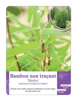 FARGESIA MURIELAE BIMBO voir Bambou non traçant