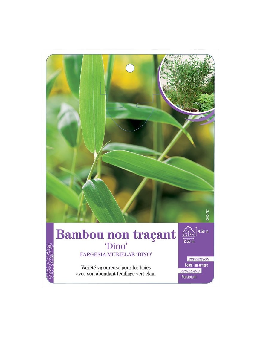 FARGESIA MURIELAE DINO voir Bambou non traçant