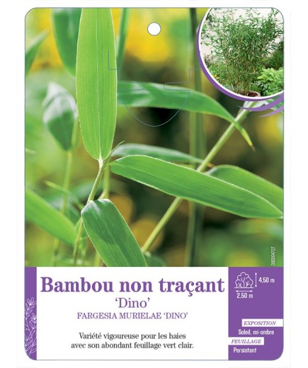 FARGESIA MURIELAE DINO voir Bambou non traçant