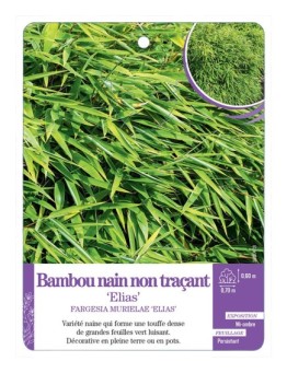 FARGESIA MURIELAE ELIAS voir Bambou nain non traçant