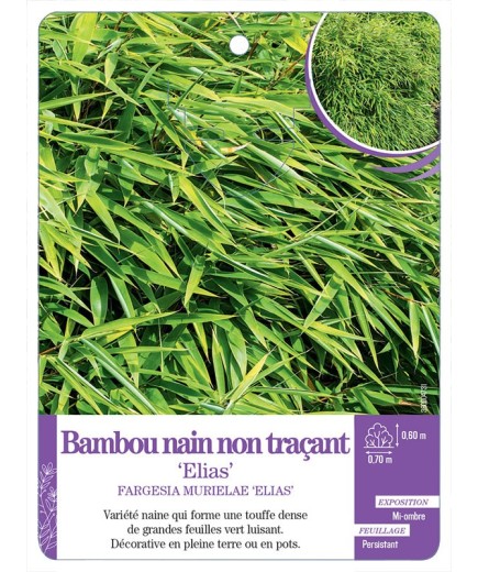 FARGESIA MURIELAE ELIAS voir Bambou nain non traçant