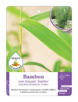 FARGESIA MURIELAE JUMBO voir Bambou non traçant