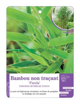 FARGESIA MURIELAE PANDA voir Bambou non traçant