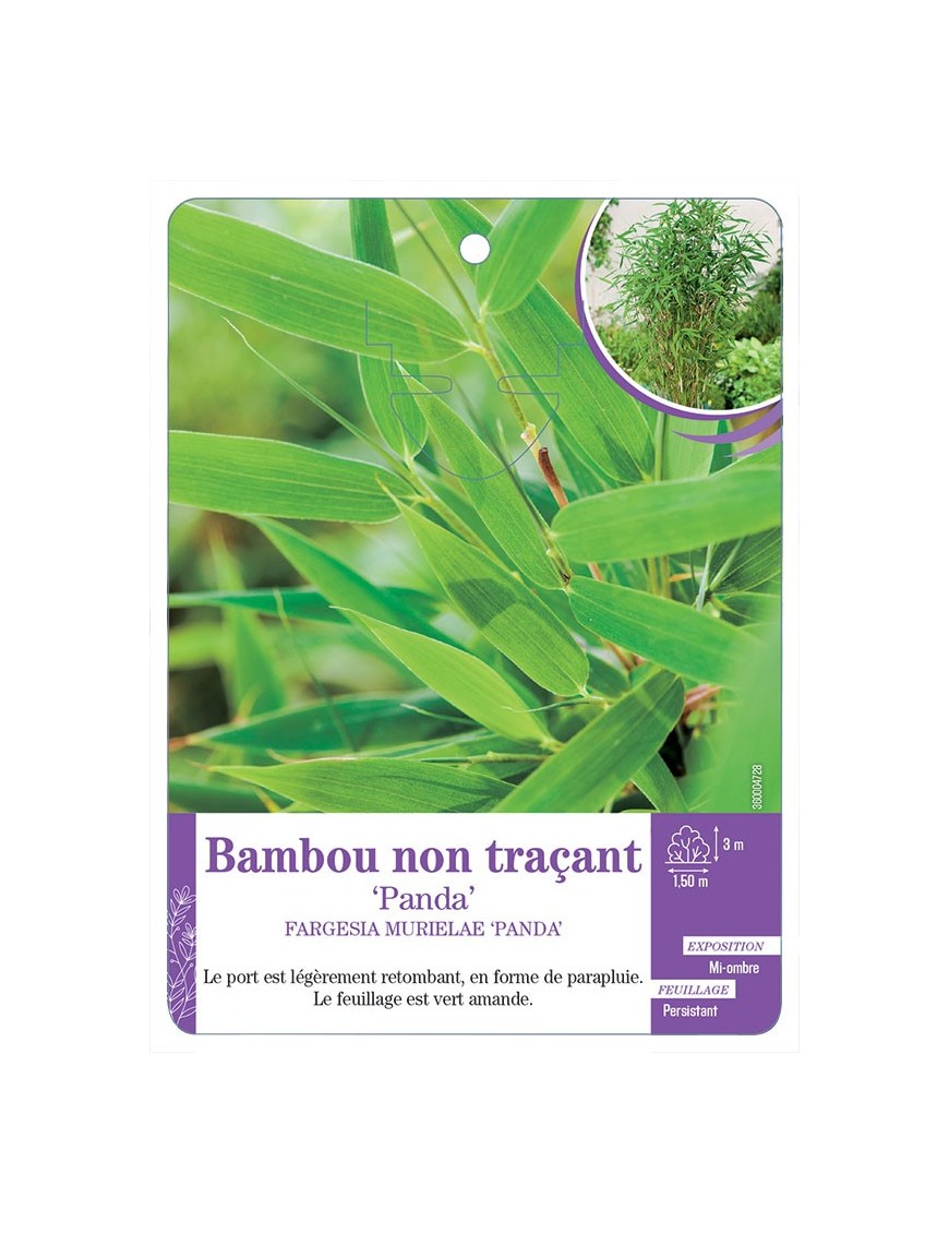 FARGESIA MURIELAE PANDA voir Bambou non traçant