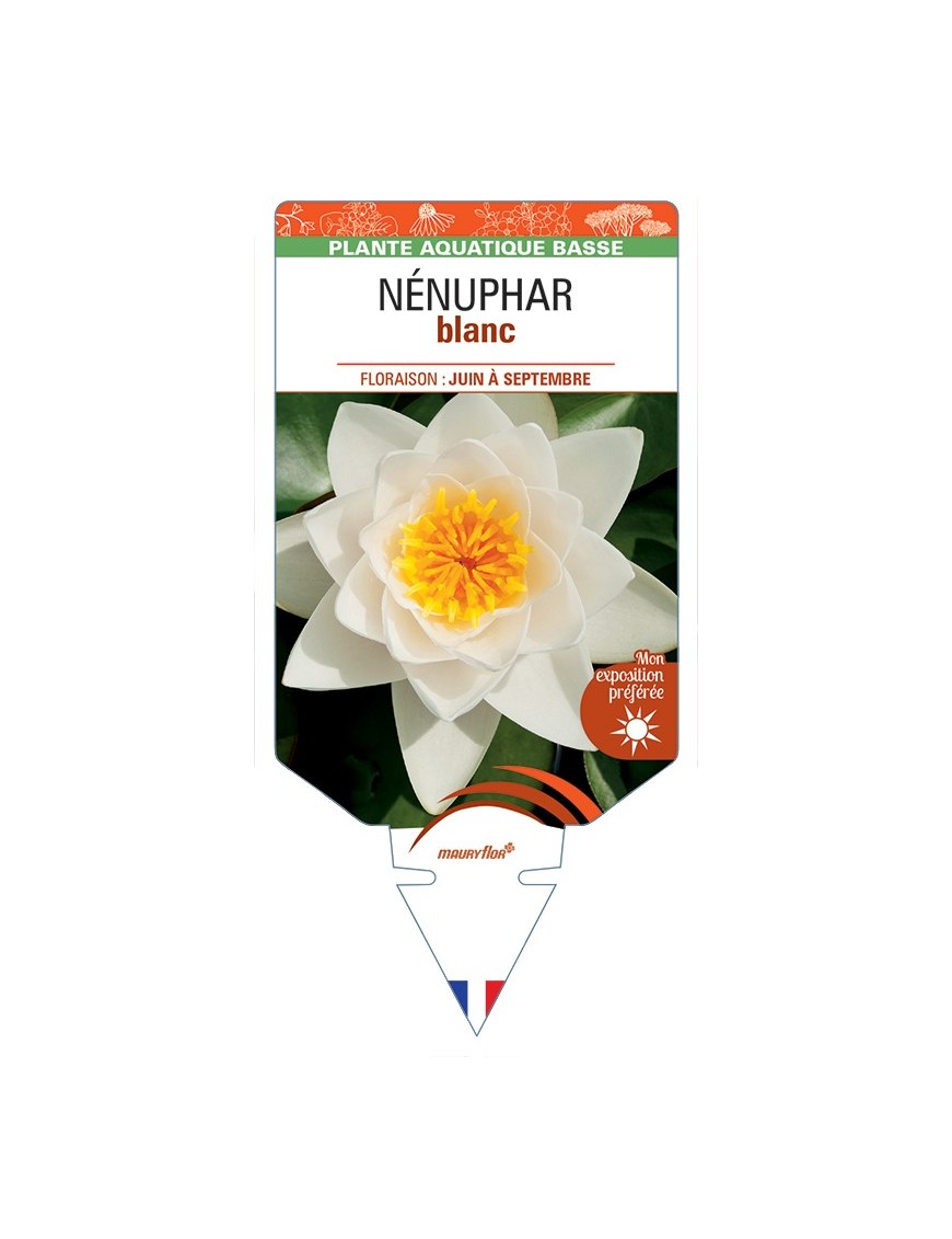NYMPHAEA alba voir NÉNUPHAR (blanc)