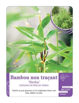 FARGESIA MURIELAE SIMBA voir Bambou non traçant