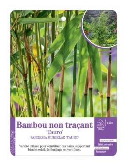 FARGESIA MURIELAE TAURO voir Bambou non traçant