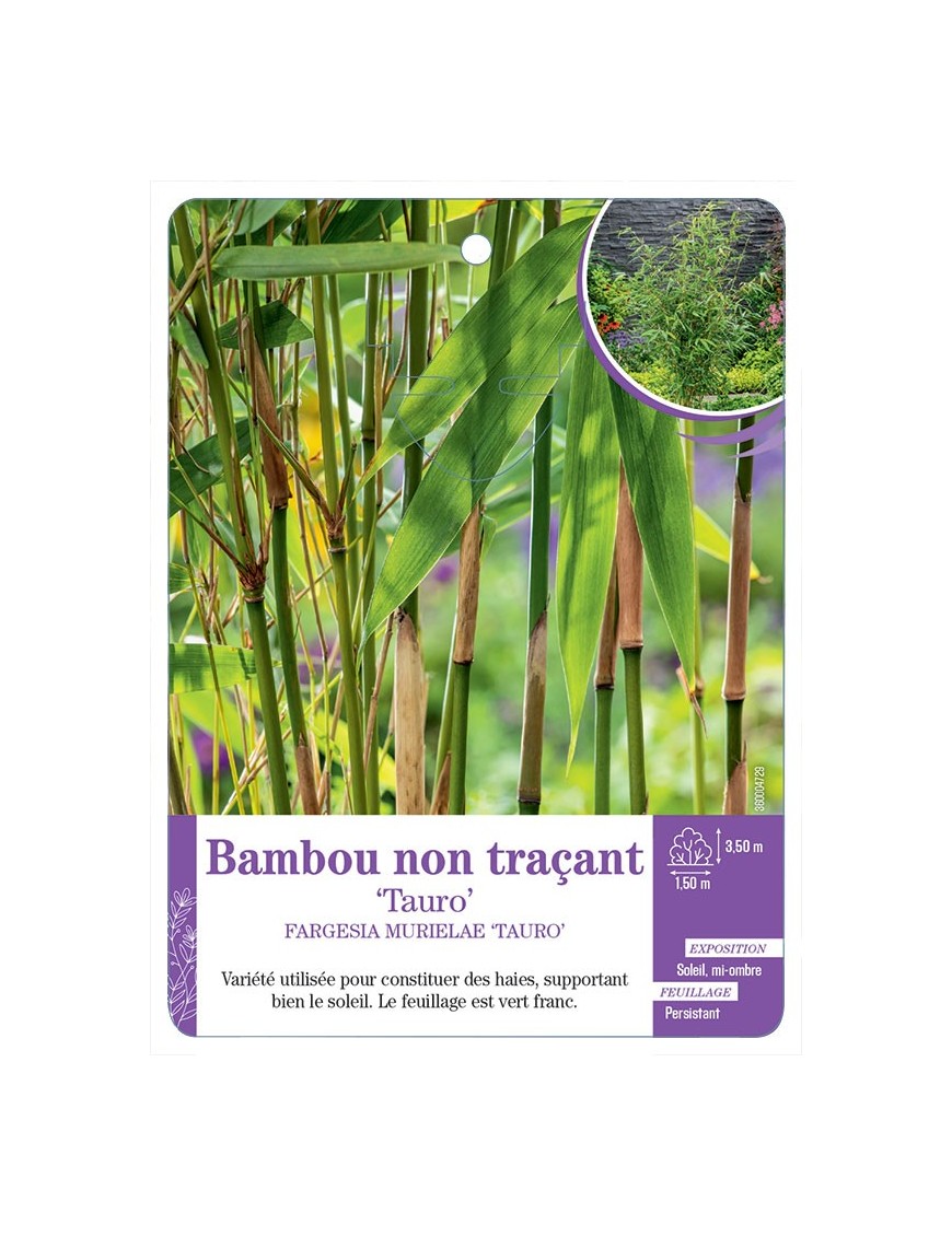 FARGESIA MURIELAE TAURO voir Bambou non traçant