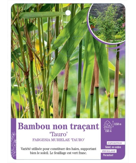 FARGESIA MURIELAE TAURO voir Bambou non traçant